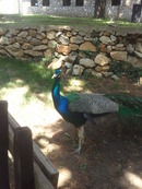 Pfau in Shën Naum